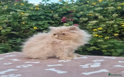 Persian cats for sale: 💙READY NOW💙🏆Champion sired boys💙 😸  - Image 9