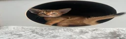 Abyssinian cats for sale: Adorable Abyssinian kittens - Advert 19