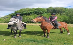 Dartmoor horses for sale: Winter Merry legs - perfect pony club pony - Image 3