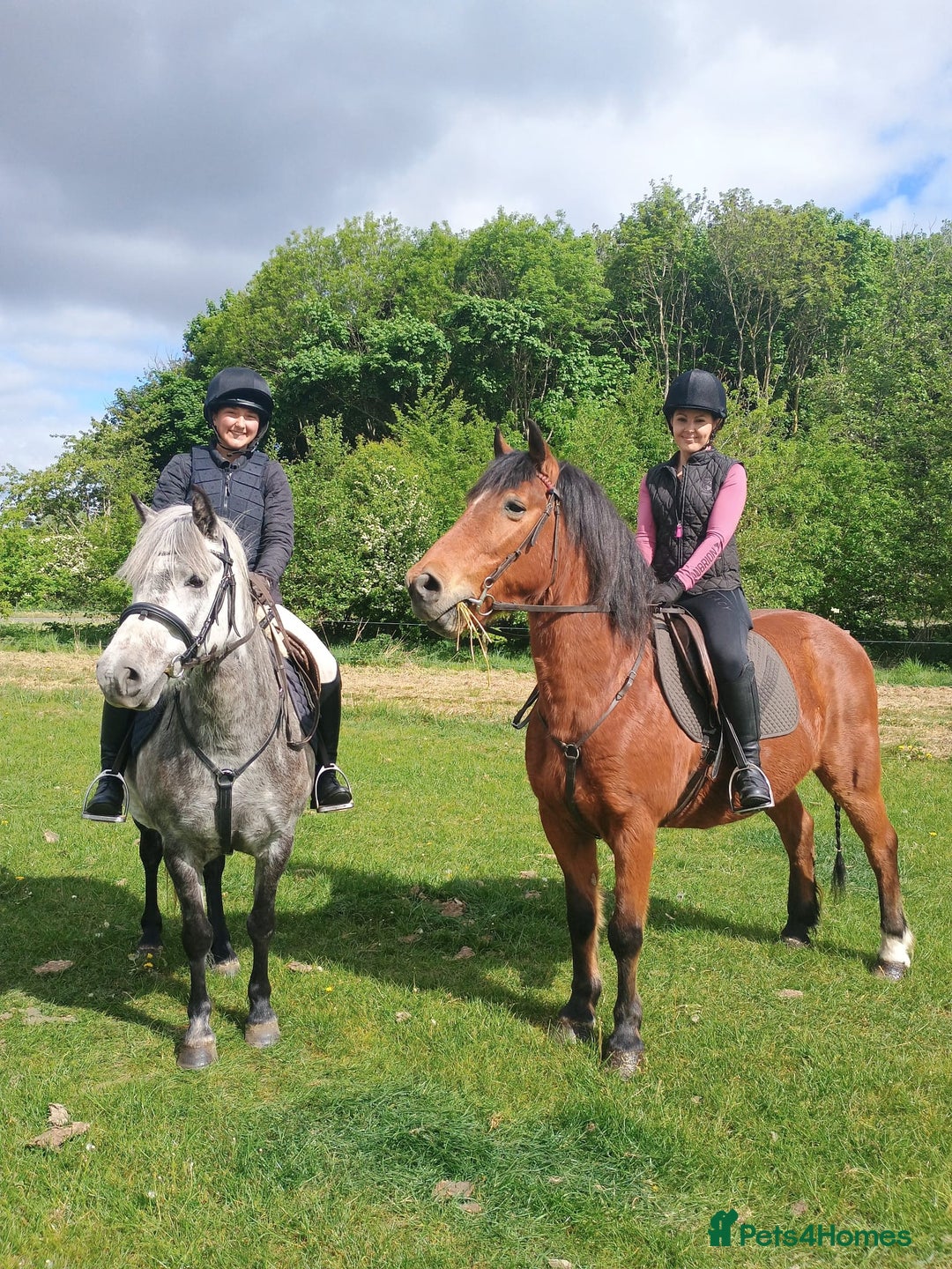Dartmoor horses for sale: Winter Merry legs - perfect pony club pony - Image 3