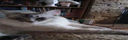 Ragdoll cats for sale: Beautiful Ragdoll male - Advert 11