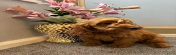 Cockapoo dogs for sale: Cockapoo Puppies LAST GIRL   FULLY VACCINATED  - Advert 13