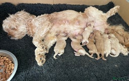 Cockapoo dogs for sale: F1B TOY COCKAPOO PUPPIES - Image 17