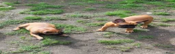 French Bulldog dogs for sale: Standard red fawn/pied French bulldog - Advert 4