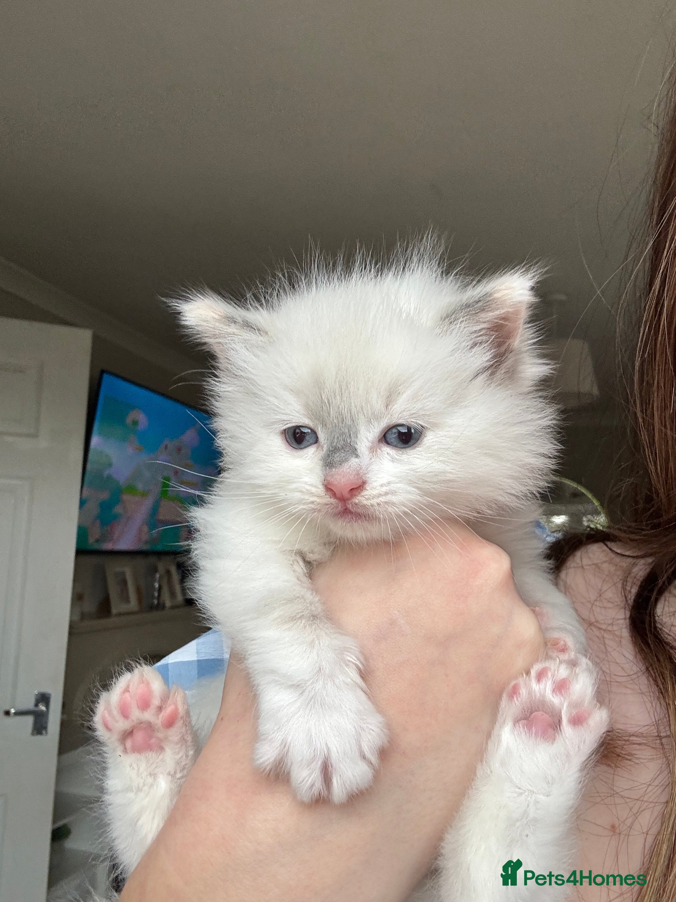 Ragdoll cats 1 Ragdoll kitten left!  - Advert 18