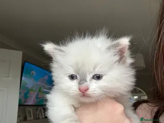 Ragdoll cats 1 Ragdoll kitten left! - Advert 18