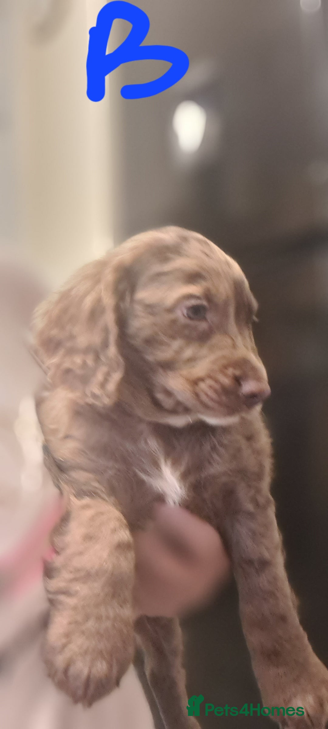 Cockapoo dogs for sale: Cockerpoo f2 - Advert 4