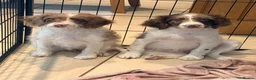 Sproodle dogs for sale: *LAST 2* Outstanding Rare F1 Sproodle’s  - Advert 8