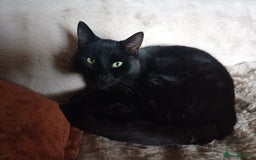 Mixed Breed cats for sale: 6 Lovely and Friendly Cats - Different colours - Advert 3