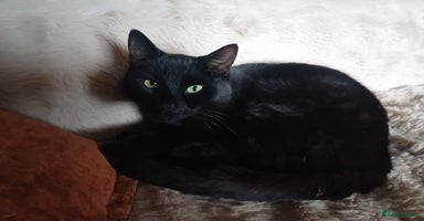 Mixed Breed cats 6 Lovely and Friendly Cats - Different colours - Advert 10