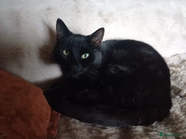 Mixed Breed cats 6 Lovely and Friendly Cats - Different colours - Advert 2