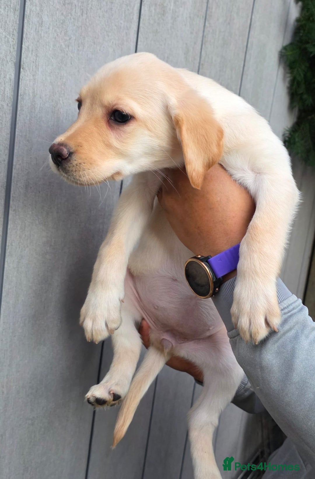 Labrador Retriever dogs for sale: Labrador Puppies Ready for Their Forever Homes🐶💛 - Image 16