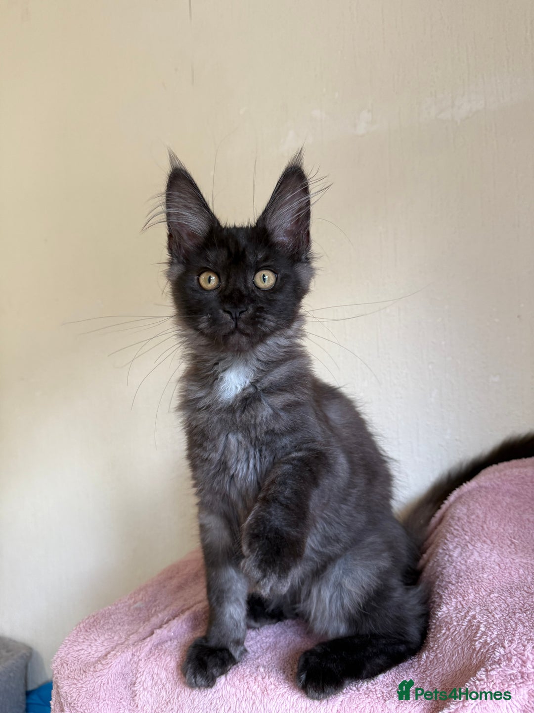 Maine Coon cats for sale: Pedigree GCCF Russian Import line Maine Coons - Image 16