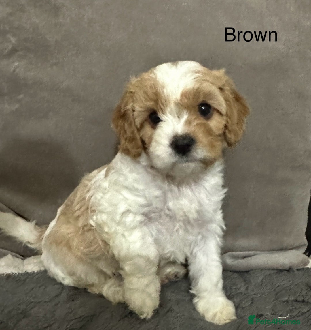 Cavapoo dogs for sale: Six cavapoo puppies F2( d.o.b. 23.10.2025) - Advert 6