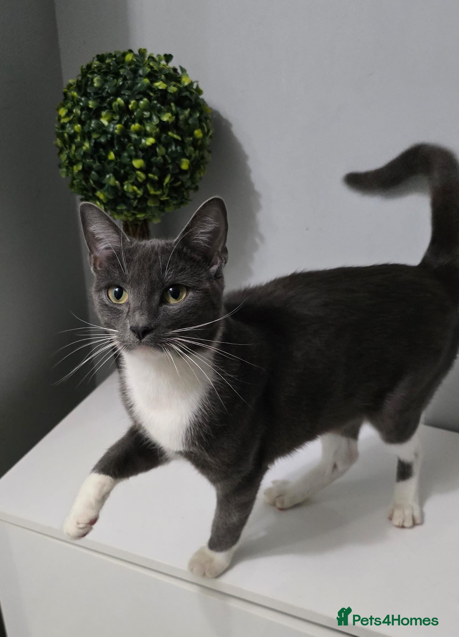 Mixed Breed cats Cat female grey and white 2 yr - Advert 1