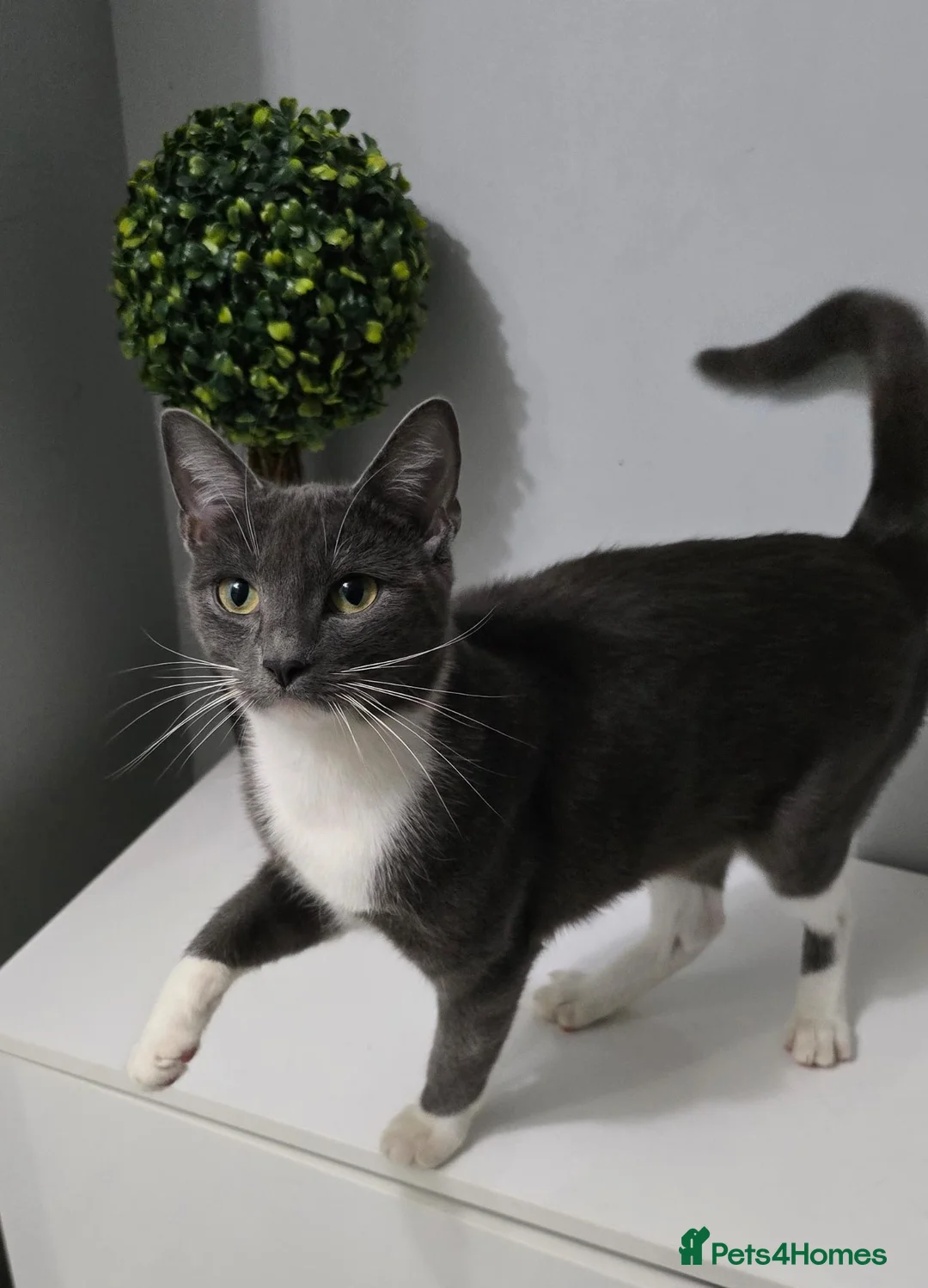 Mixed Breed cats for sale: Cat female grey and white 2 yr - Advert 1