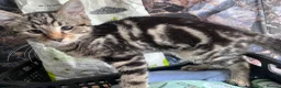 Mixed Breed cats for sale: 7 Stunning Mixed Breed Turkish Angora kittens - Advert 13