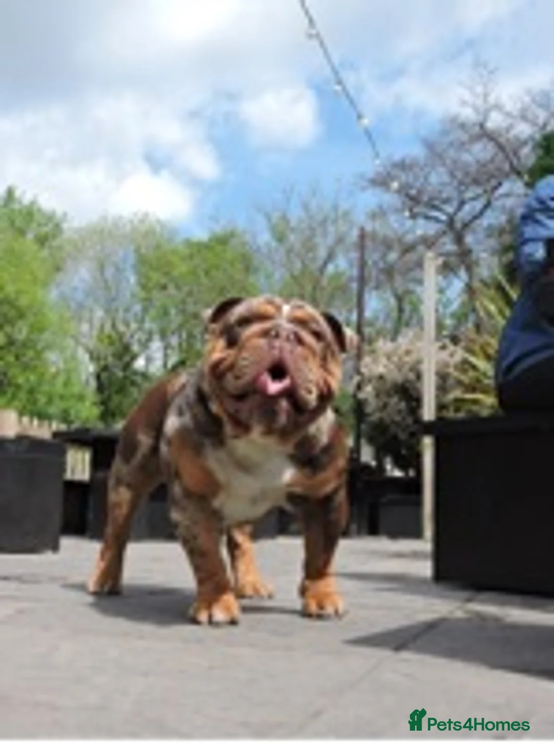 English Bulldog dogs for stud: 💙🍫FRANK🍫💙 in Southampton - Advert 11