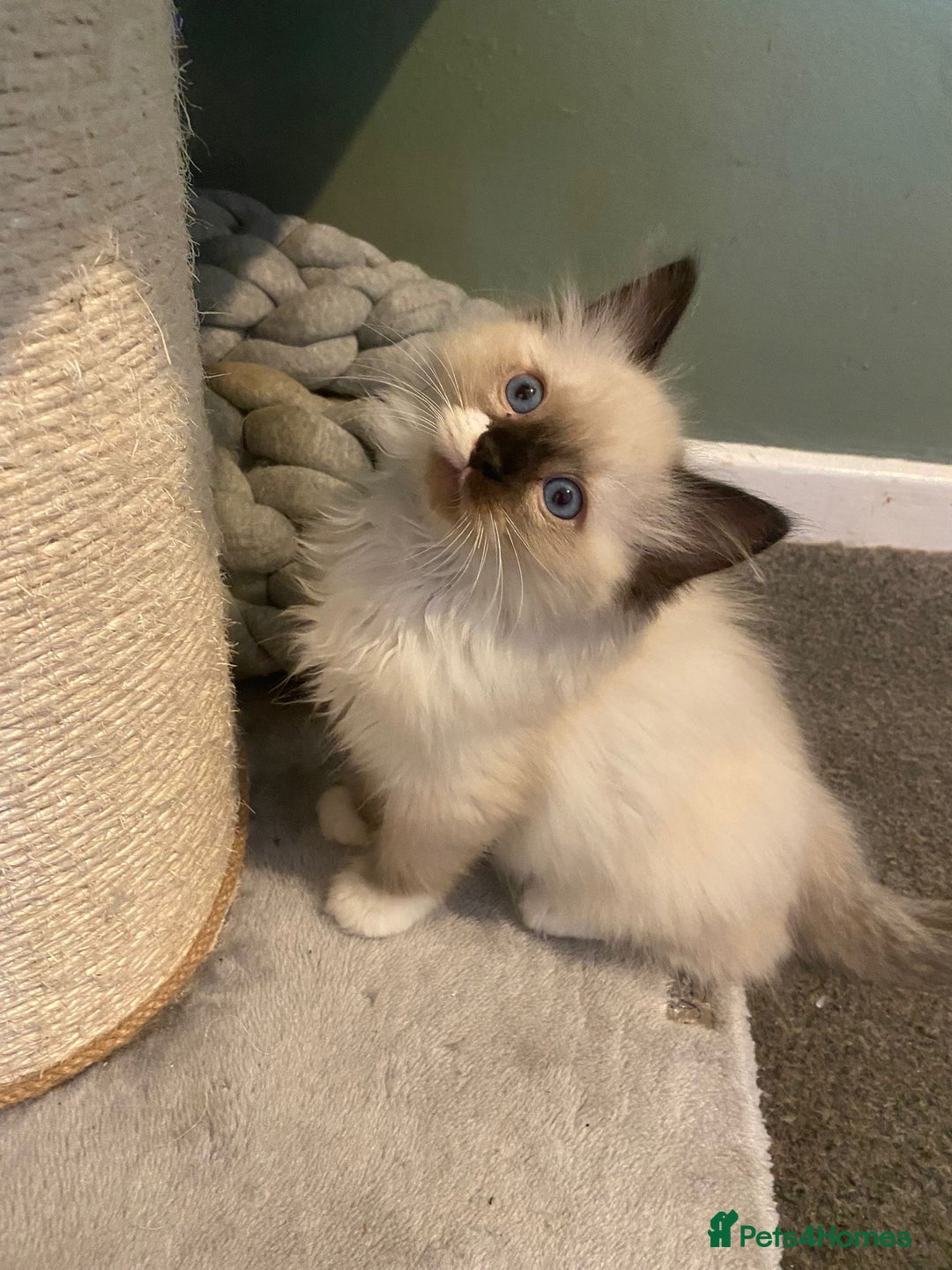 Ragdoll cats for sale: Tica Registered Ragdolls - Advert 13