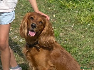 Cocker Spaniel dogs Working cocker pups due, ready for spring - Advert 5