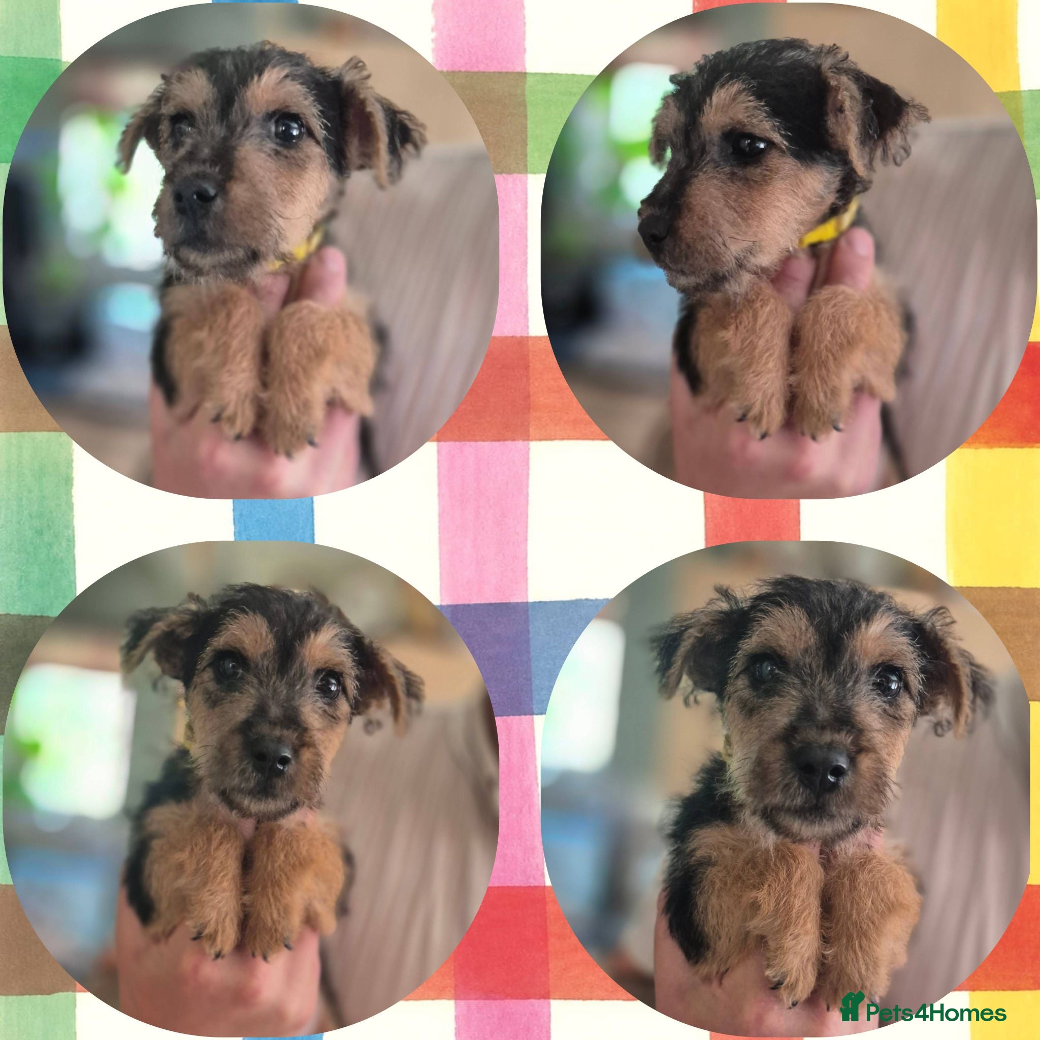 Lakeland Terrier dogs READY NOW FEMALE Middleton line Lakeland terriers - Advert 5