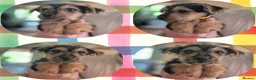Lakeland Terrier dogs for sale: READY NOW Lakeland terrier puppies - Advert 2