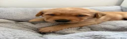 Labrador Retriever dogs for sale: Gorgeous pedigree Labrador puppies  in Cumnock - Advert 10