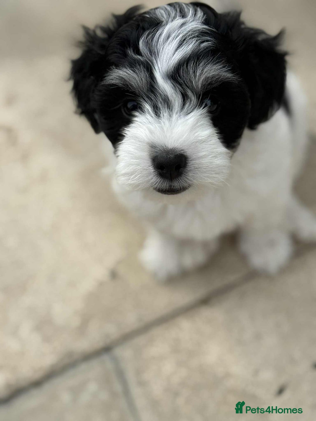 Bichon Frise dogs for sale: Bishon frise  - Image 6