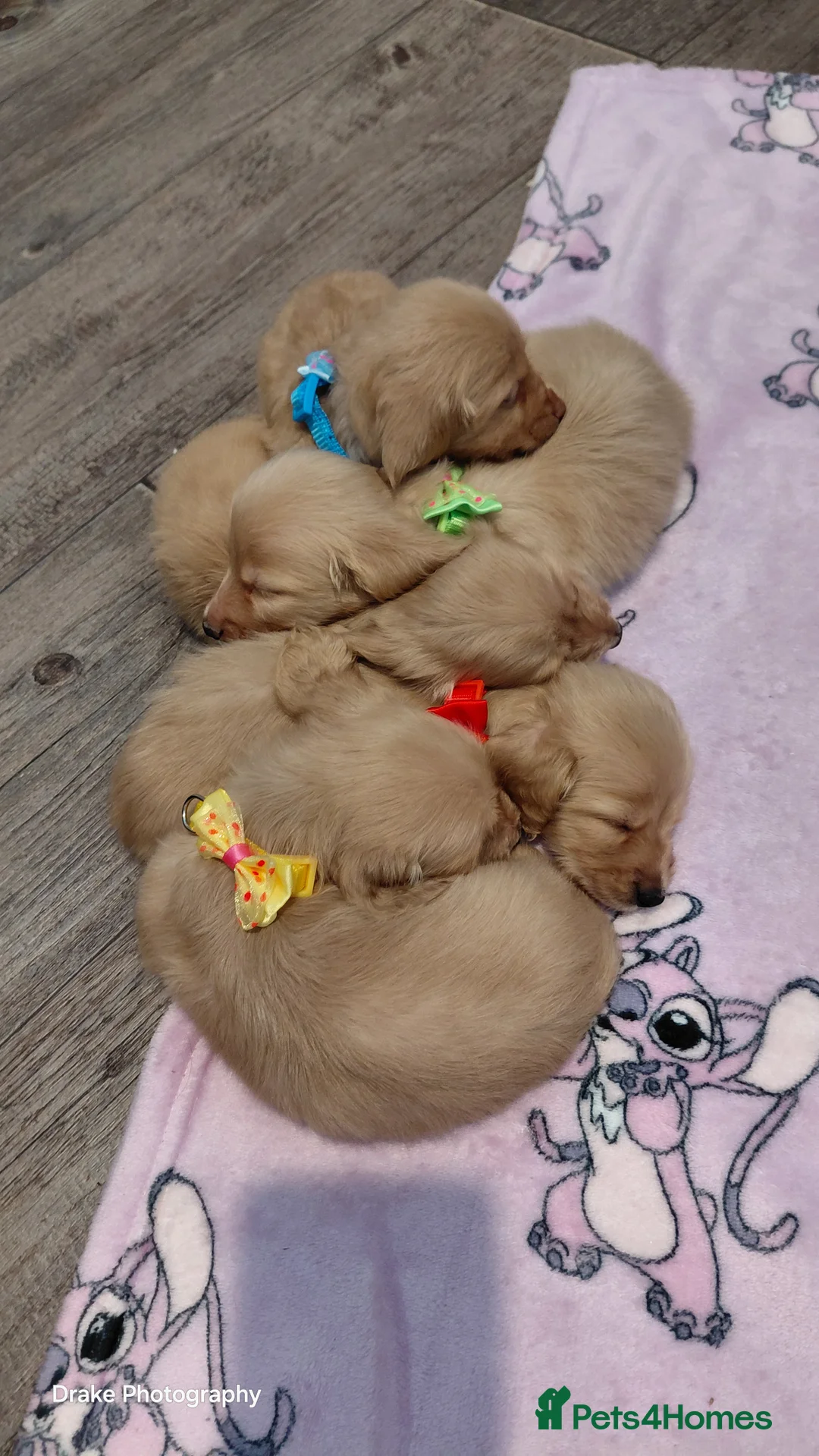 Miniature Dachshund dogs for sale: KC Reg. Longhaired Full Cream Mini Dachshunds 💛🐾 - Advert 7