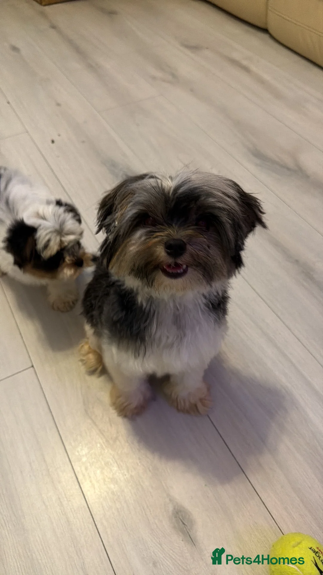 Biewer Terrier dogs for sale: Stunning girl - Advert 2