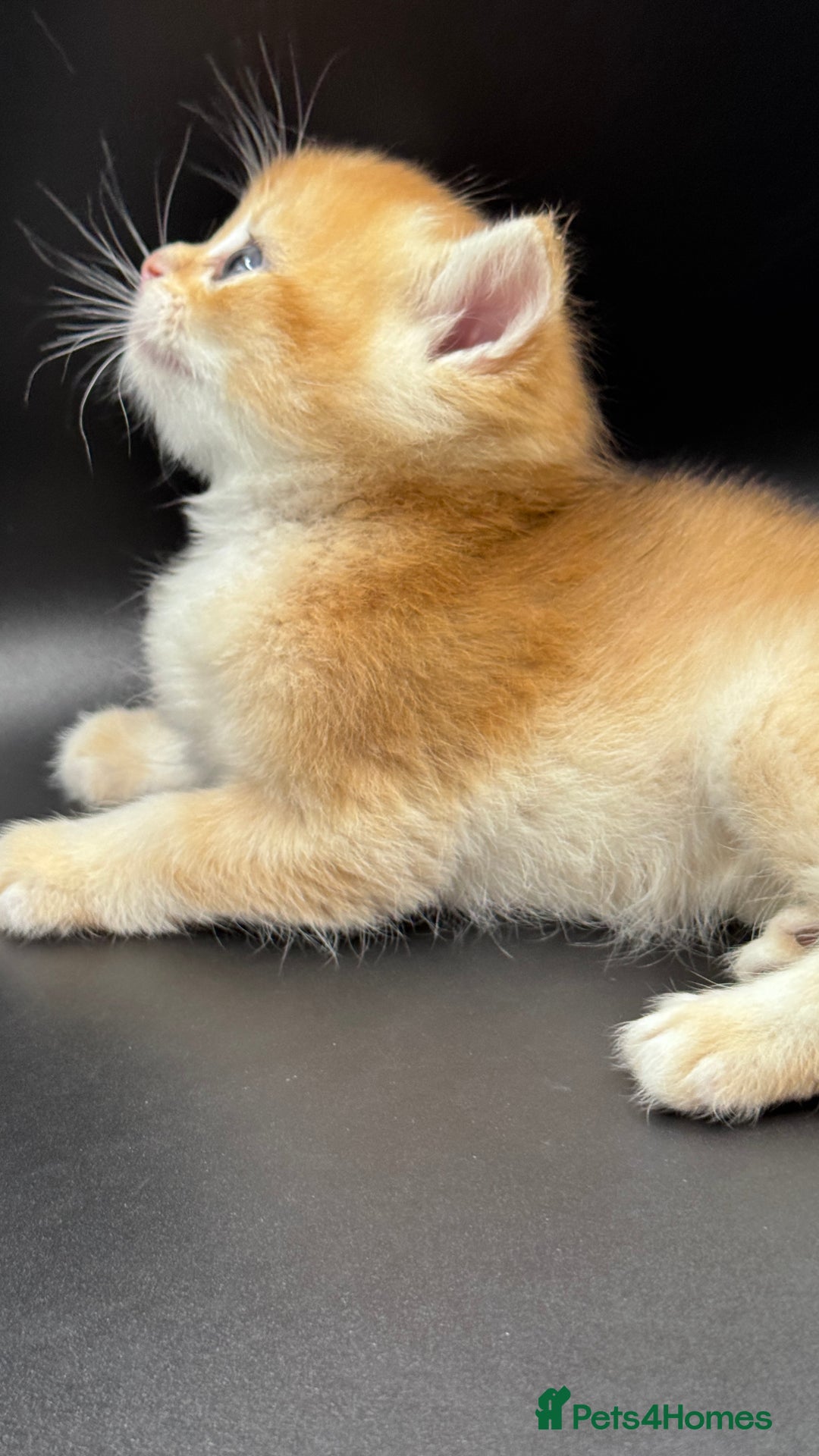 British Shorthair cats for sale: GCCF BSH GOLDEN BLACK TIPPED NY12 KITTENS - Image 17