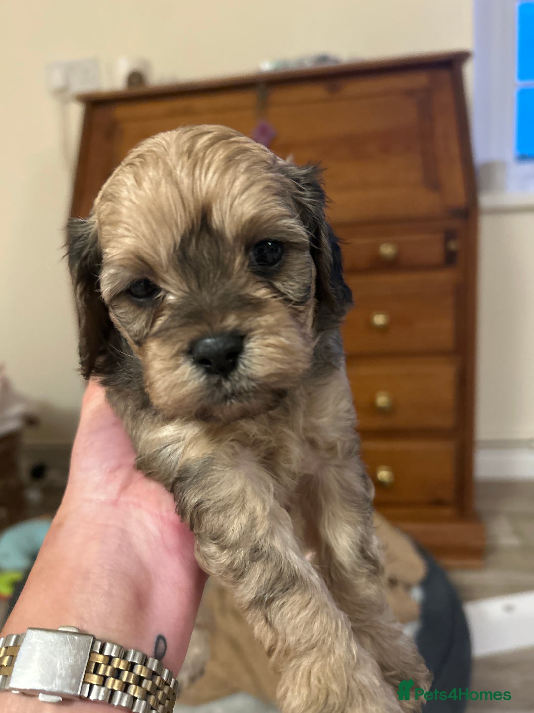 Cavapoochon dogs for sale: Cavapoochons 5 girls 2 boys - Advert 25