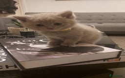 British Shorthair cats for sale: STUNNING BSH LILAC KITTENS 3 MALES/1 FEMALE  - Advert 18