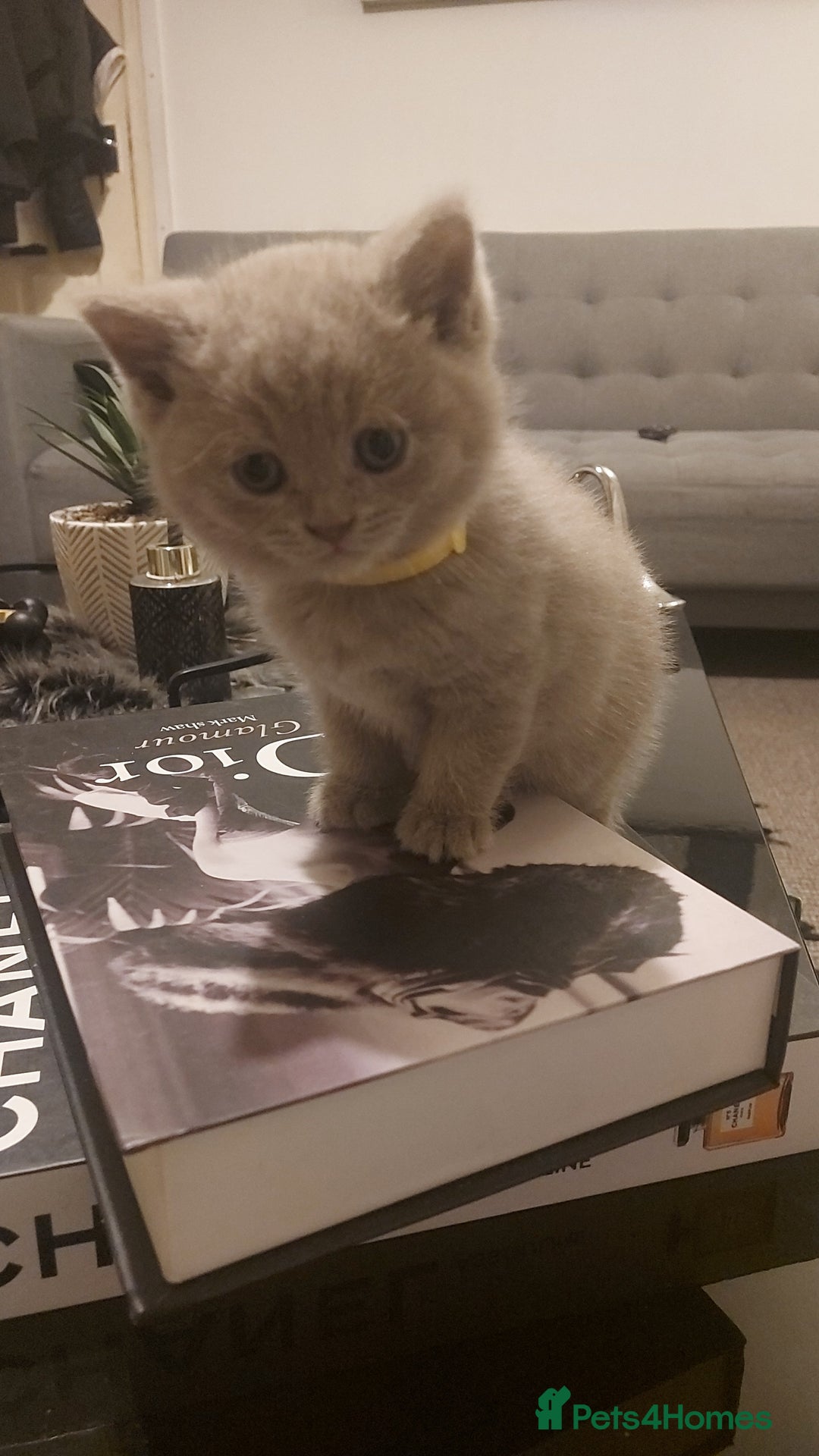 British Shorthair cats for sale: STUNNING BSH LILAC KITTENS 3 MALES/1 FEMALE  - Advert 18