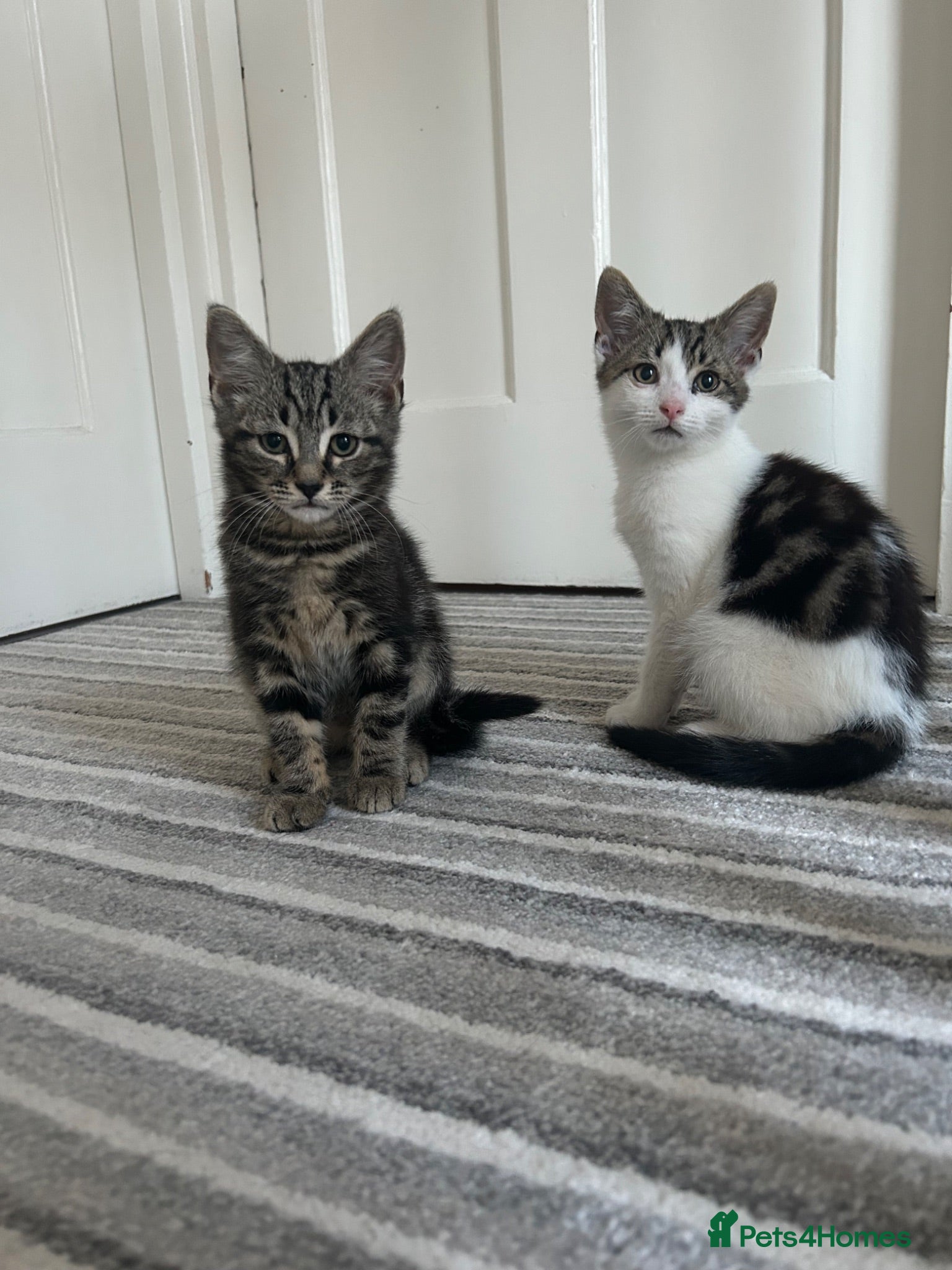 Norwegian Forest Cat cats Gorgeous Norwegian Forest Cat Cross Kittens - Advert 3