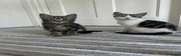 Norwegian Forest Cat cats for sale: Gorgeous Norwegian Forest Cat Cross Kittens - Advert 1