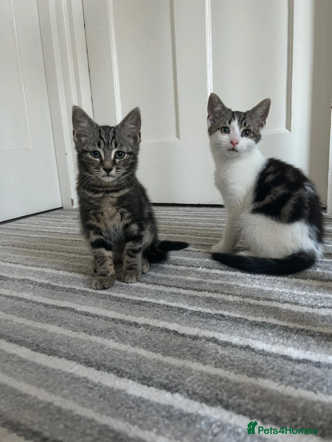 Norwegian Forest Cat cats for sale: Gorgeous Norwegian Forest Cat Cross Kittens - Advert 1
