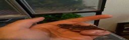 Gecko reptiles for sale: Baby gargoyle geckos  - Advert 6