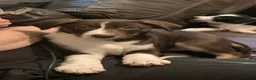 Border Collie dogs for sale: Girl Border collie pup - Advert 3