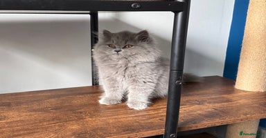 British Longhair cats - Advert 5