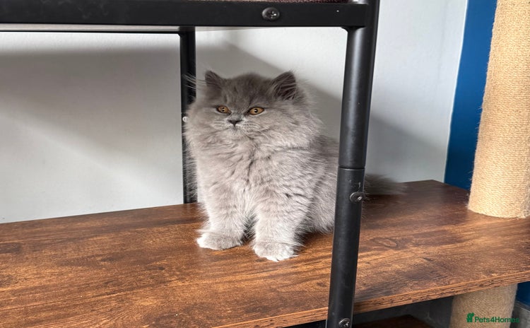 British Longhair cats - Advert 2