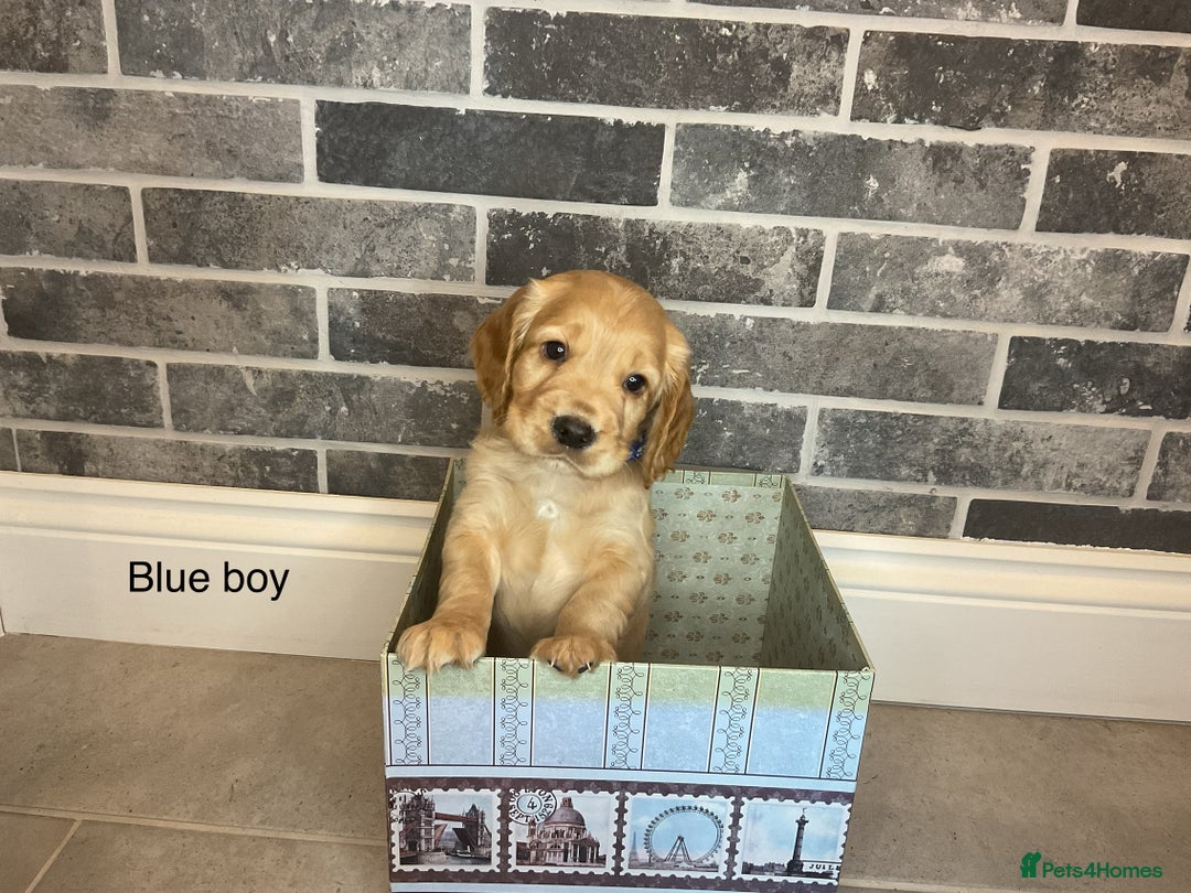 Cocker Spaniel dogs for sale: Hereditary clear working cocker spaniel - Advert 1