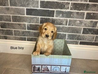 Cocker Spaniel dogs Hereditary clear working cocker spaniel - Advert 17