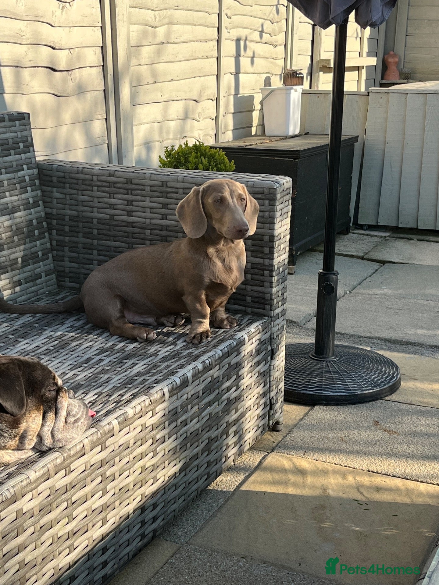 Dachshund dogs Miniature isabella and tan dachshunds - Advert 12