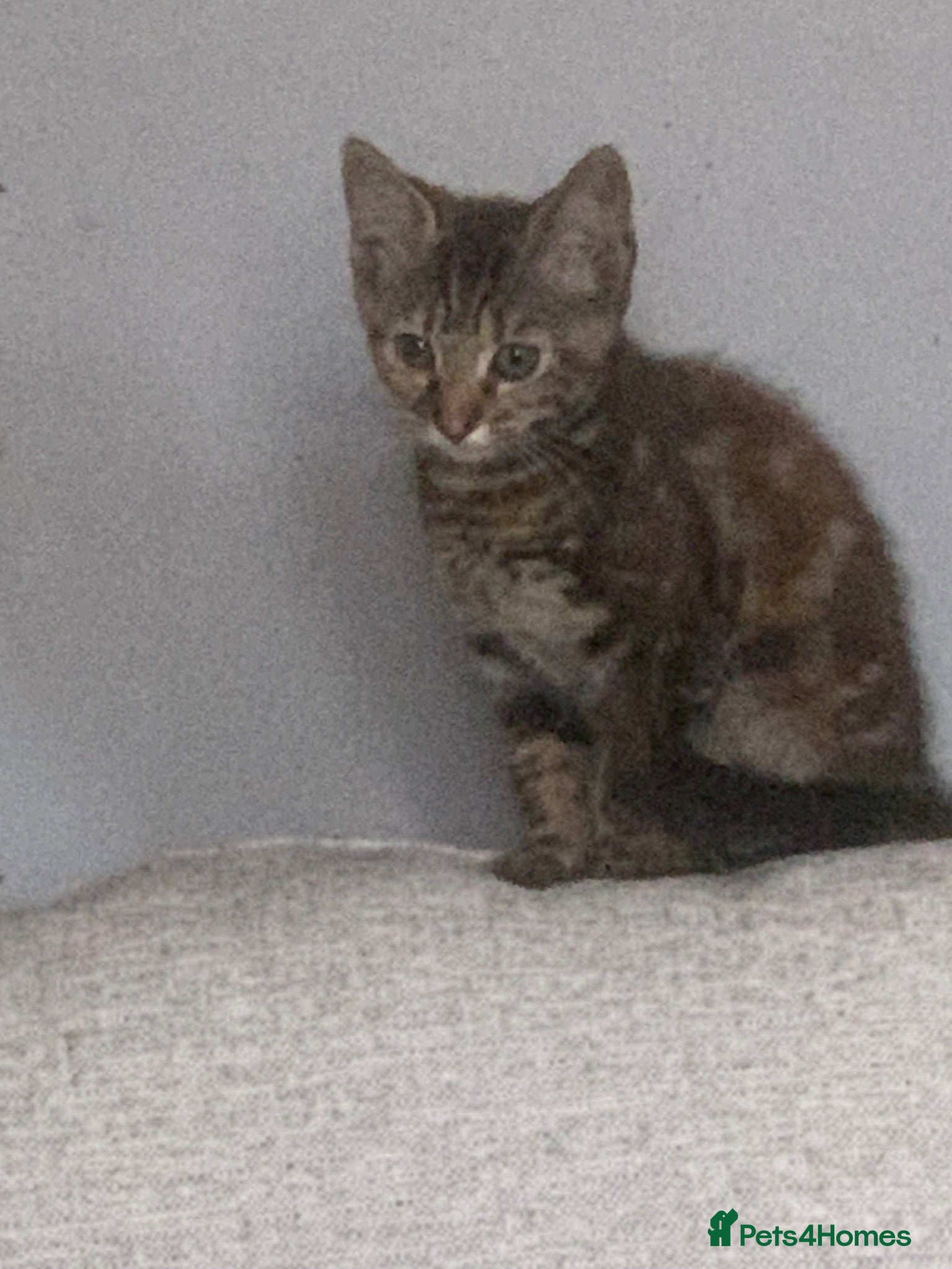 Mixed Breed cats Beautiful girls  - Advert 14