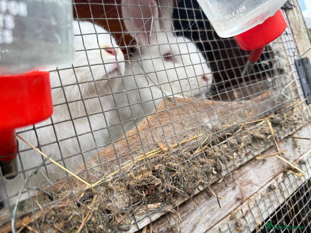 Californian rabbits for sale: Rabbits for you  - Advert 5