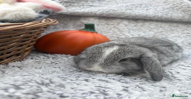 Mini Lop rabbits - Advert 12