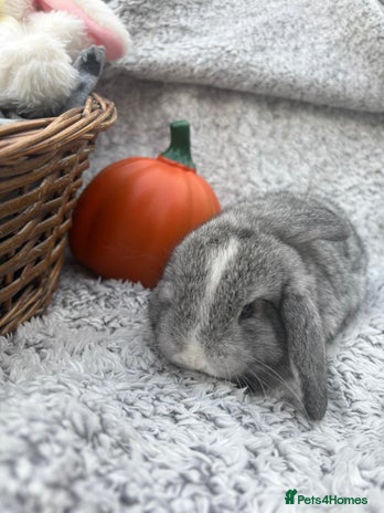 Mini Lop rabbits Mini lops 💙💙 two boys - Advert 3