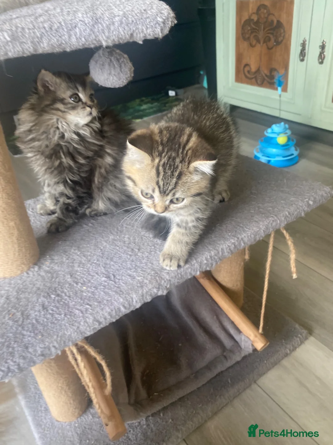 Selkirk Rex cats for sale: Selkirkrex babies - Advert 2