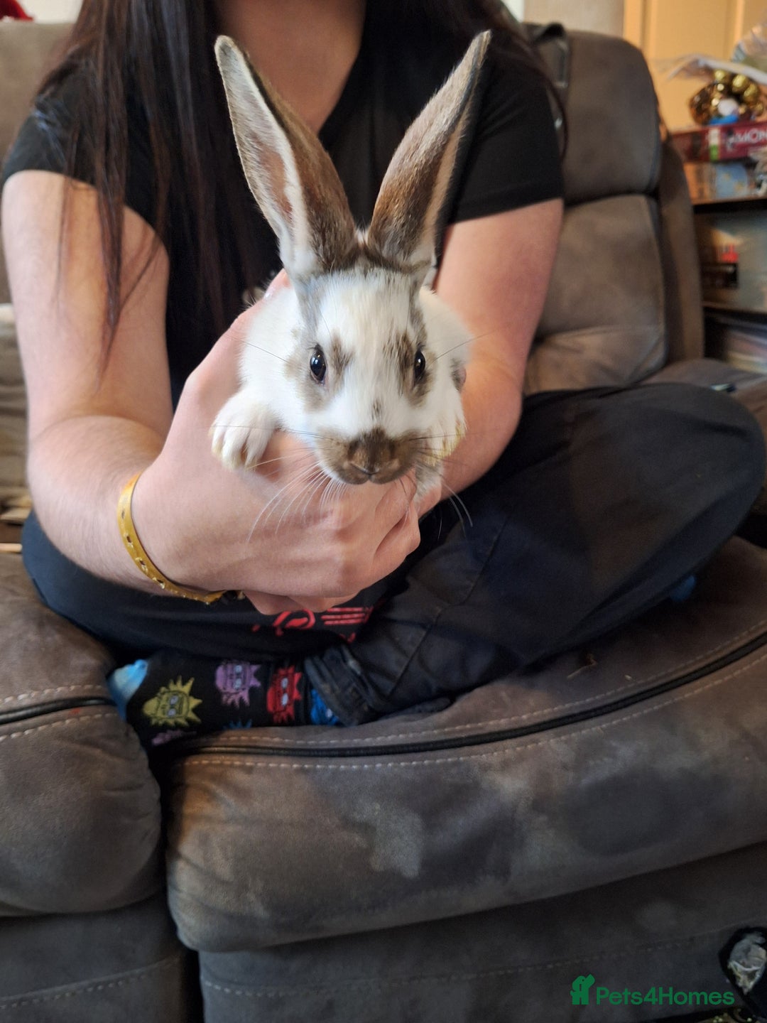 Mixed Breed rabbits for sale: Stunning rex x continental giant x new zealand  - Advert 3